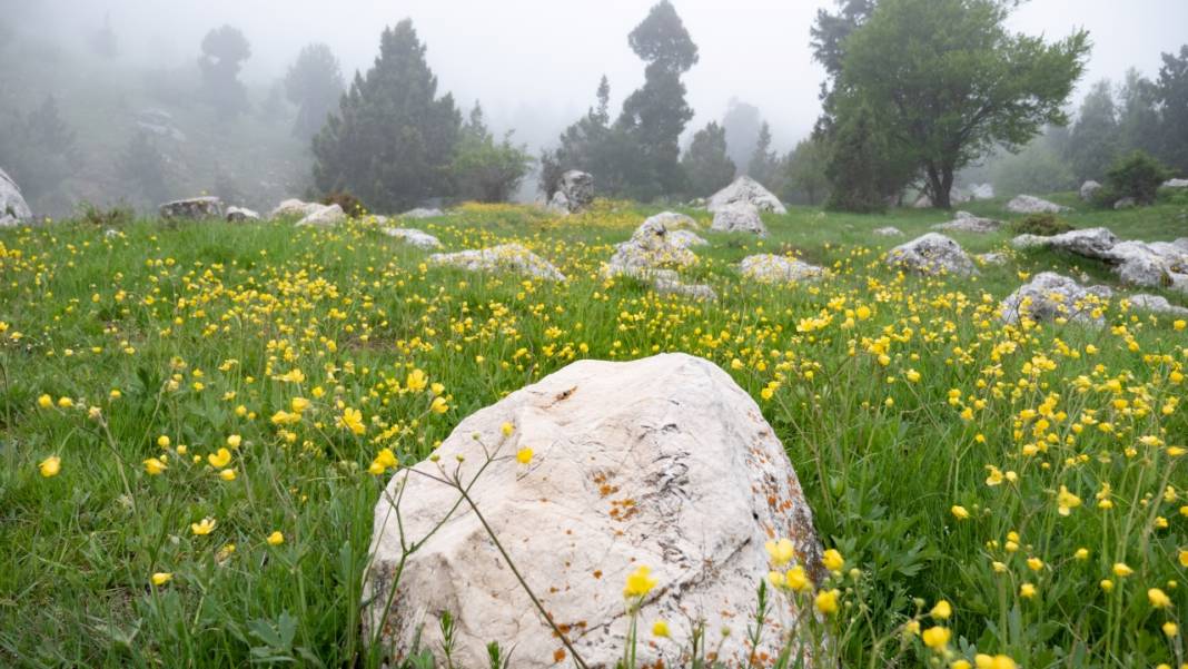 Toroslar'ın süsü düğün çiçekleri 14