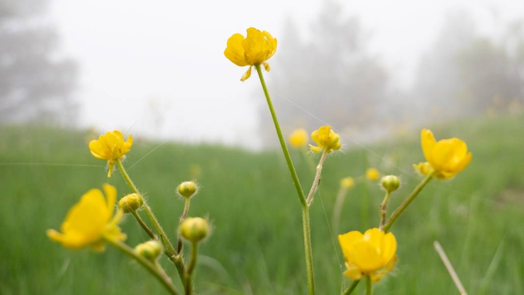 Toroslar'ın süsü düğün çiçekleri 2