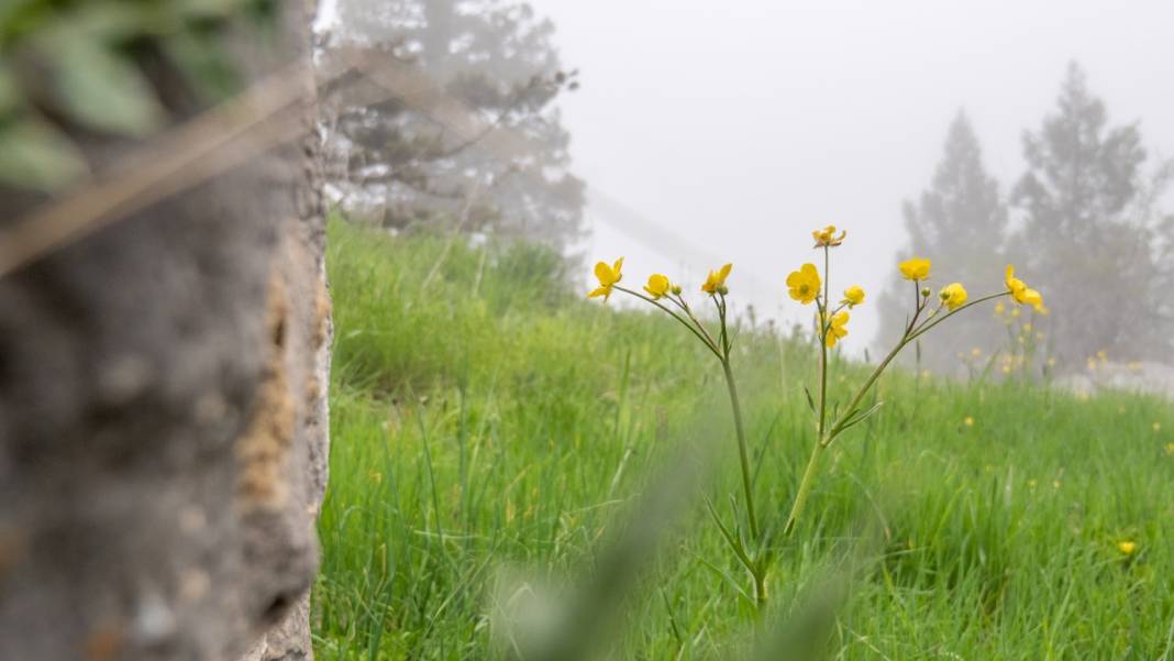 Toroslar'ın süsü düğün çiçekleri 3