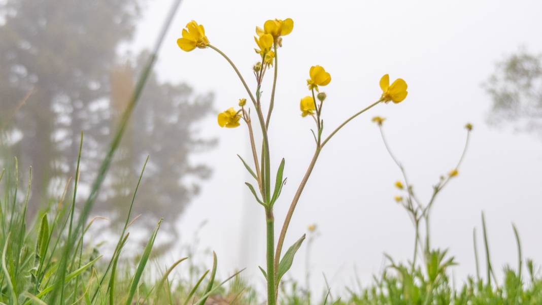 Toroslar'ın süsü düğün çiçekleri 4