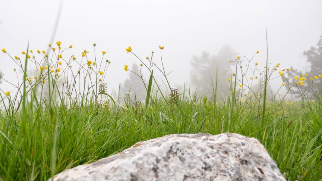 Toroslar'ın süsü düğün çiçekleri 5