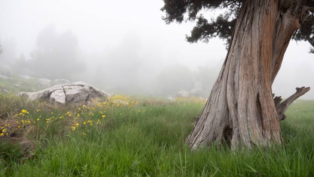 Toroslar'ın süsü düğün çiçekleri 6
