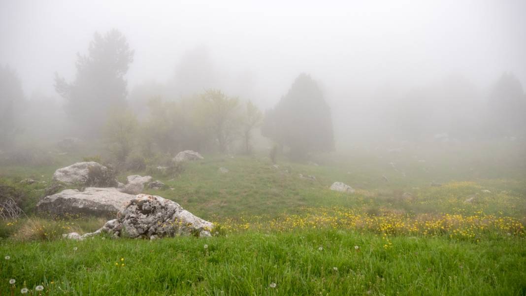 Toroslar'ın süsü düğün çiçekleri 7