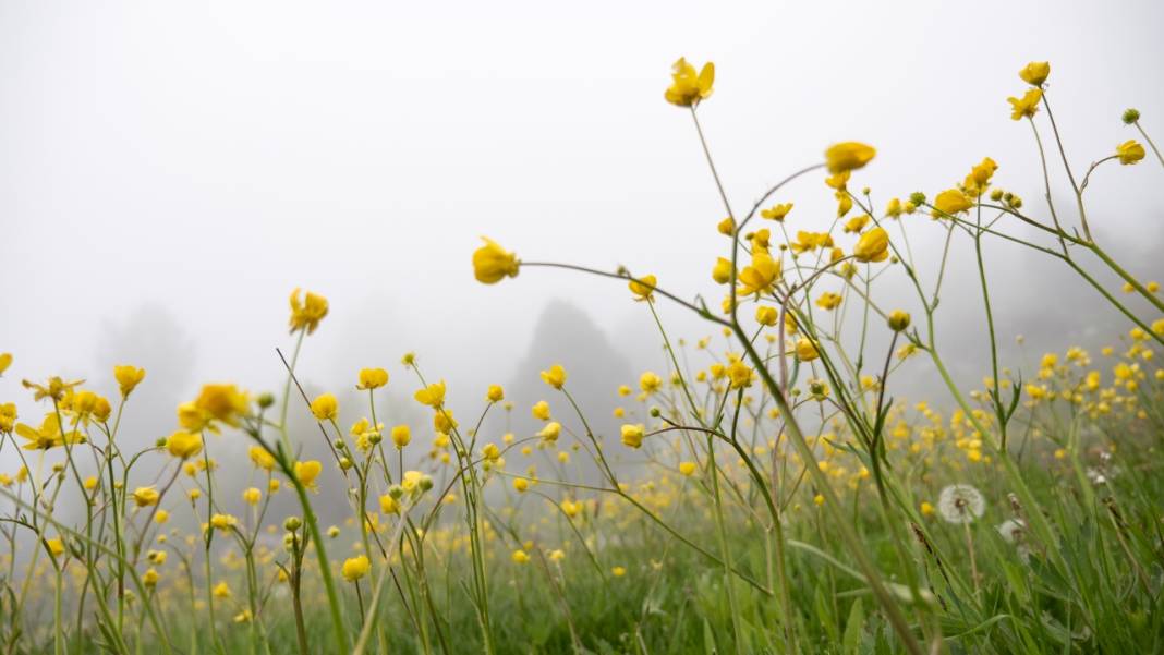 Toroslar'ın süsü düğün çiçekleri 8