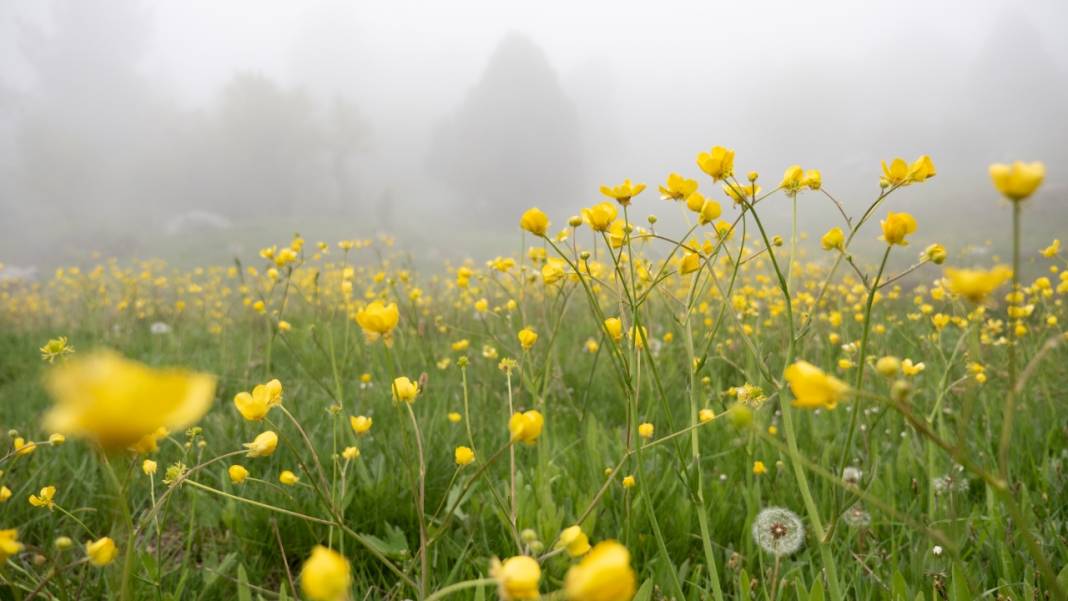 Toroslar'ın süsü düğün çiçekleri 9