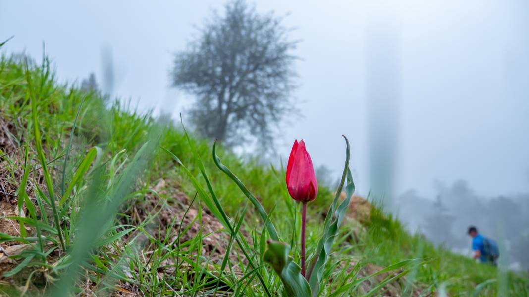 Dağ laleleri güzellikleriyle ilgi odağı 1