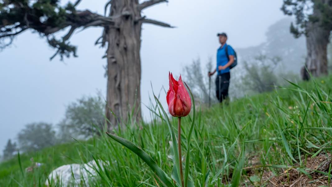 Dağ laleleri güzellikleriyle ilgi odağı 10