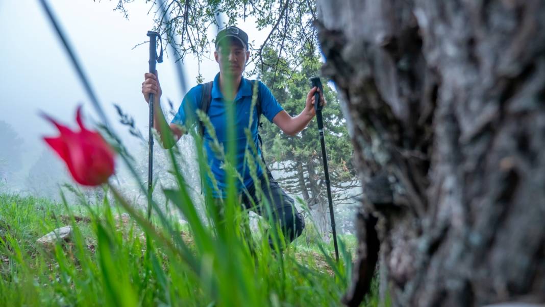 Dağ laleleri güzellikleriyle ilgi odağı 11