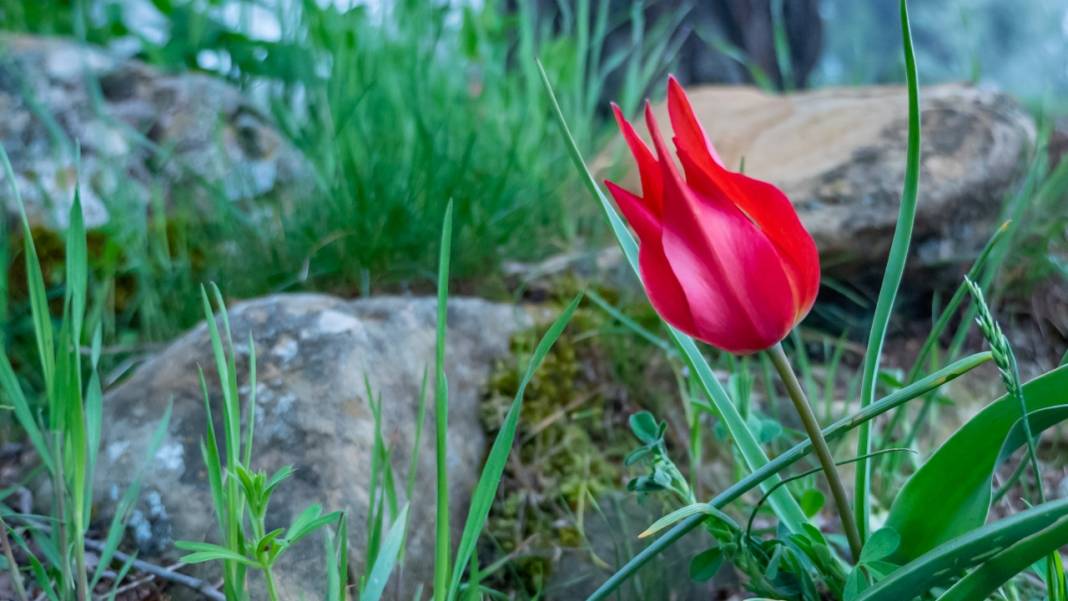 Dağ laleleri güzellikleriyle ilgi odağı 12