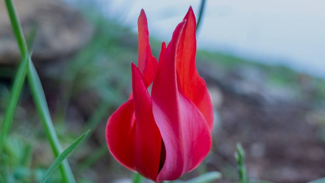 Dağ laleleri güzellikleriyle ilgi odağı 2