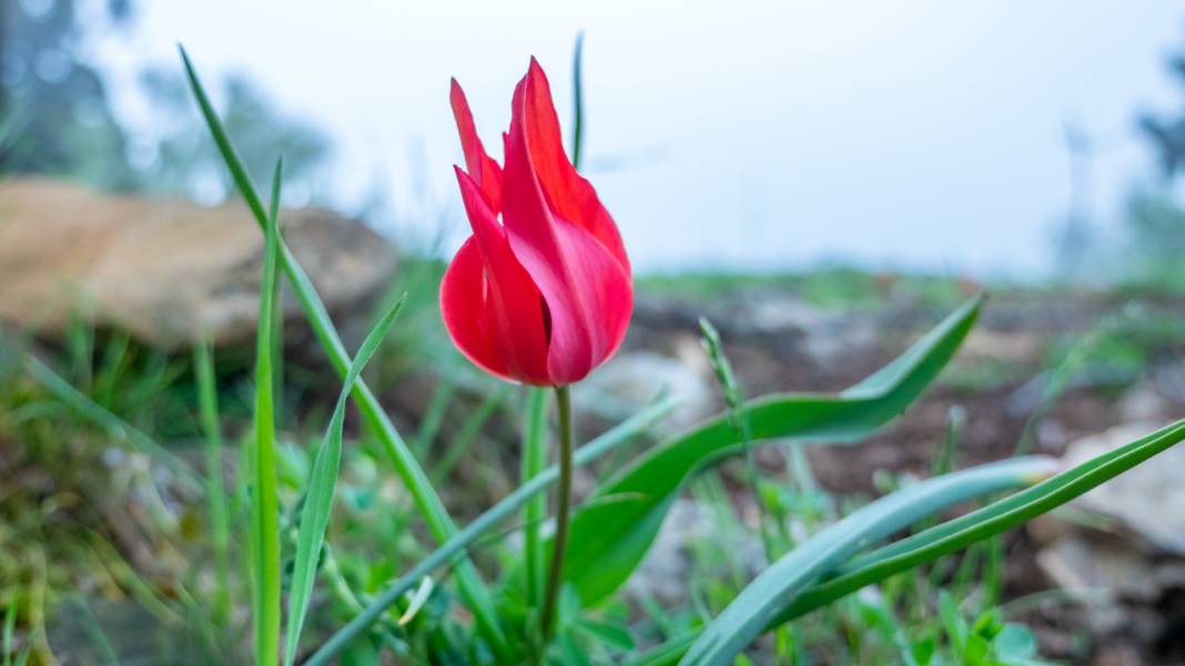 Dağ laleleri güzellikleriyle ilgi odağı 3