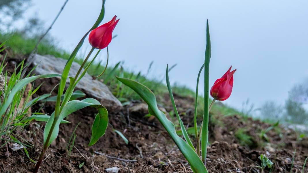 Dağ laleleri güzellikleriyle ilgi odağı 4