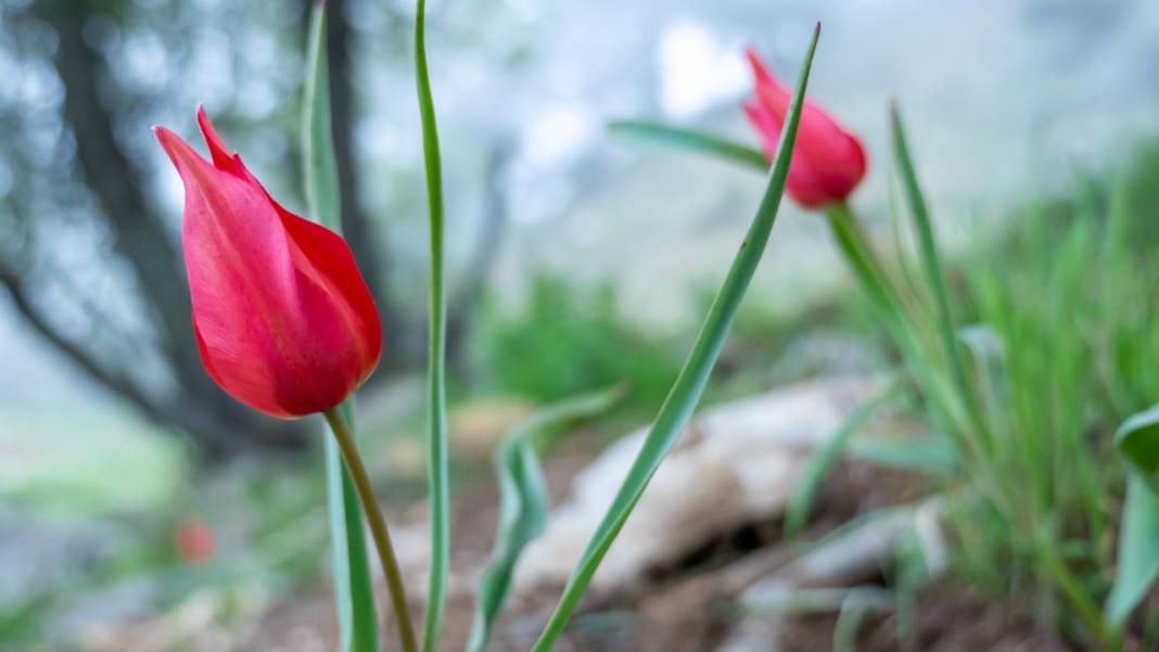 Dağ laleleri güzellikleriyle ilgi odağı 5
