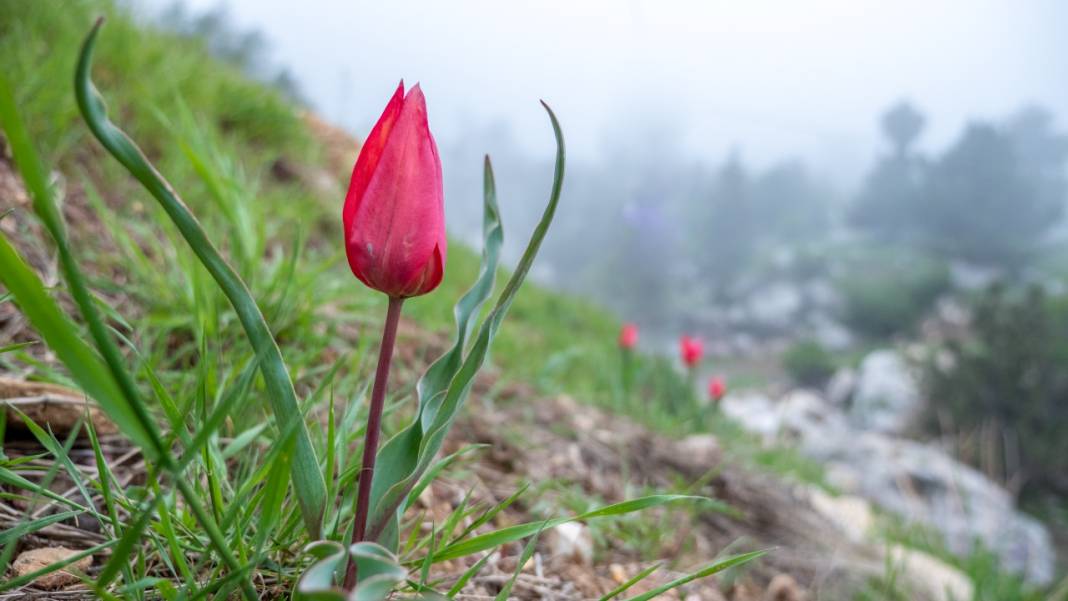 Dağ laleleri güzellikleriyle ilgi odağı 6