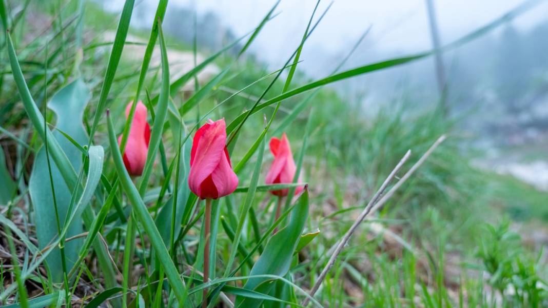 Dağ laleleri güzellikleriyle ilgi odağı 7
