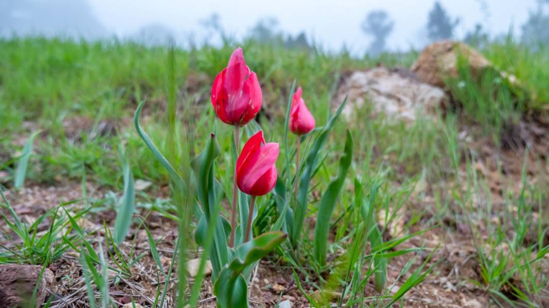 Dağ laleleri güzellikleriyle ilgi odağı 8