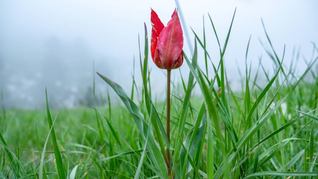 Dağ laleleri güzellikleriyle ilgi odağı 9