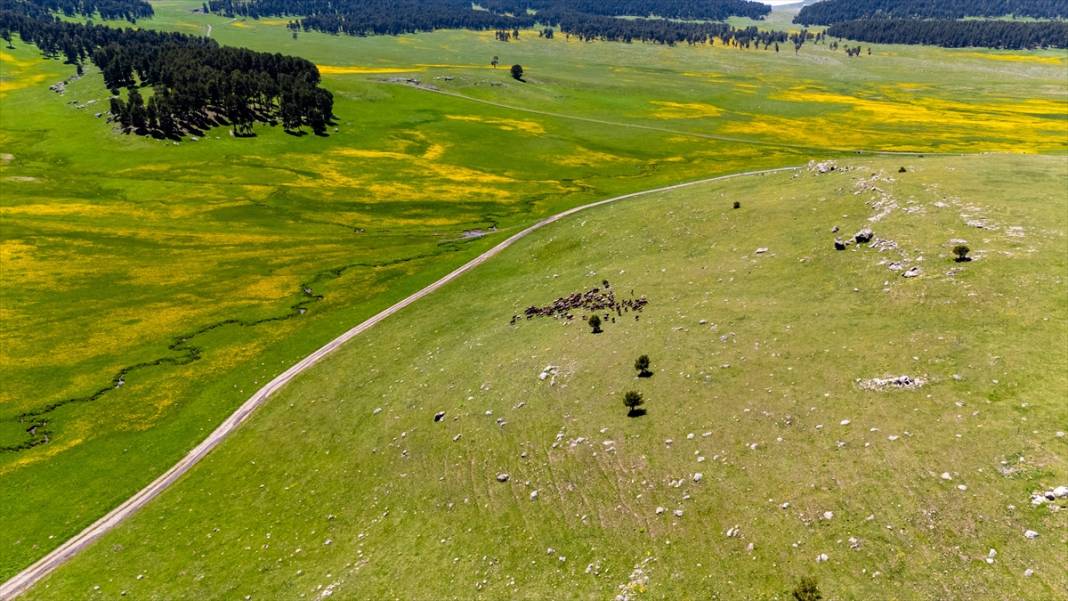 Ardahan'daki mendereslerde ilkbahar güzelliği 11