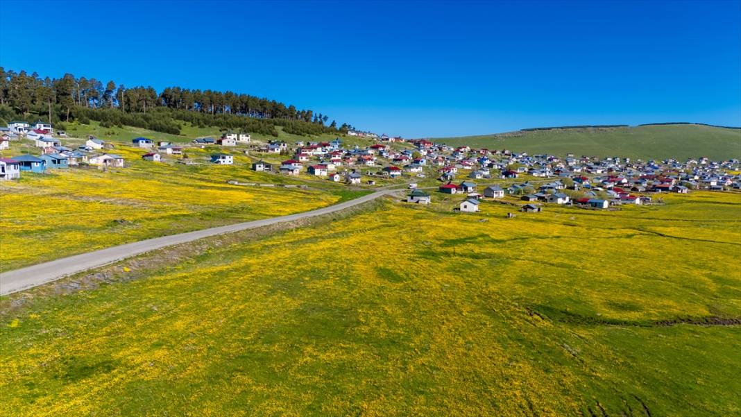 Ardahan'daki mendereslerde ilkbahar güzelliği 12