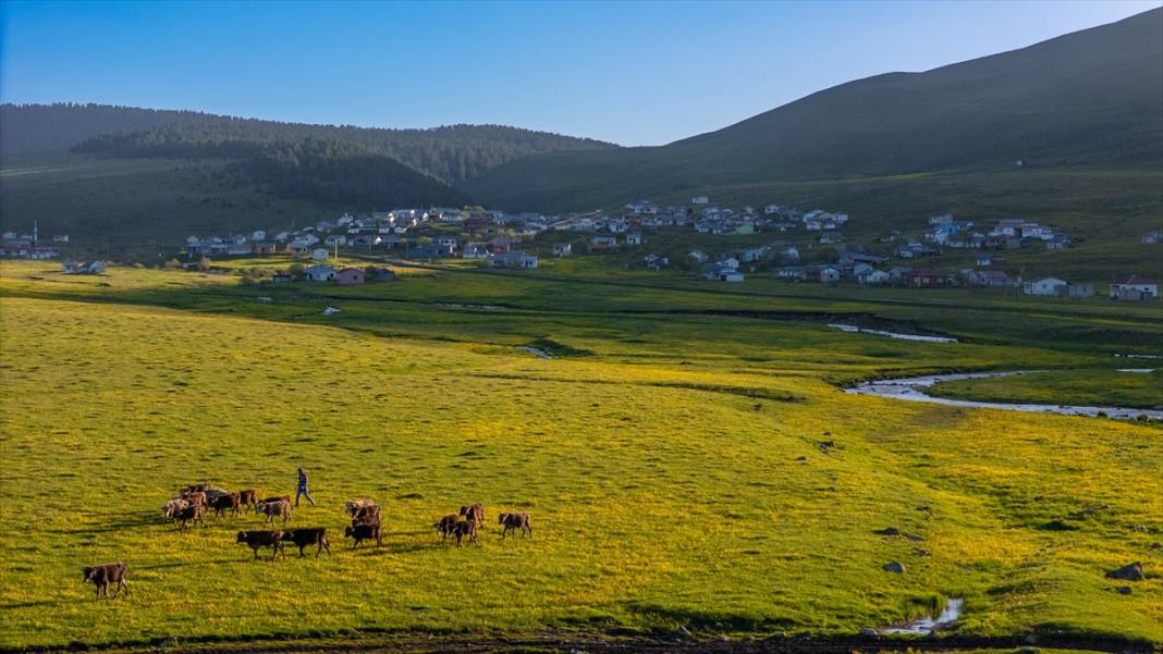 Ardahan'daki mendereslerde ilkbahar güzelliği 9