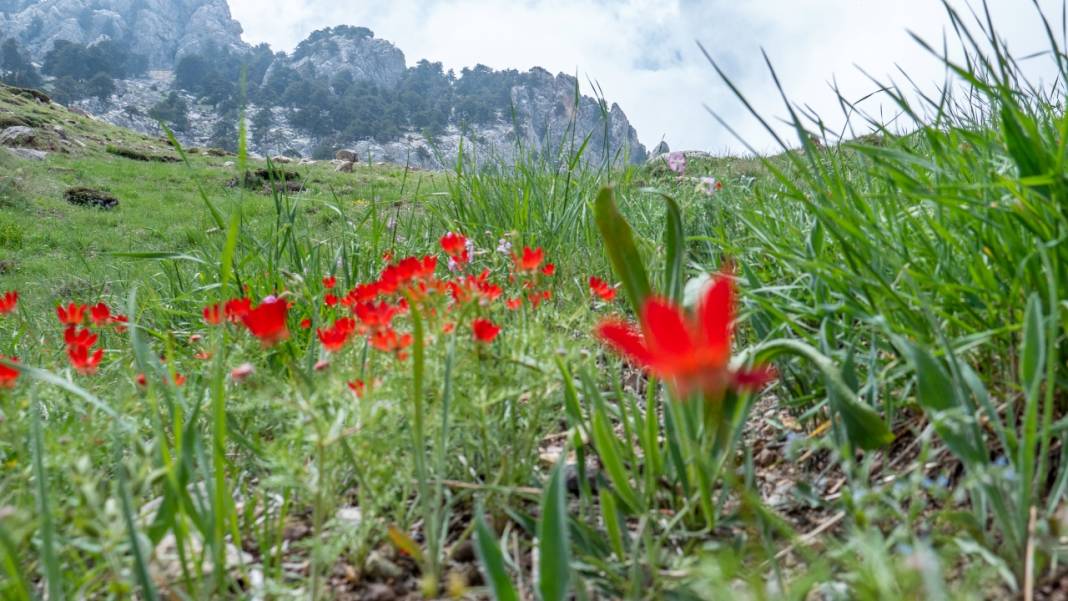 Keklikgözü çiçekleri dağları süslüyor 1