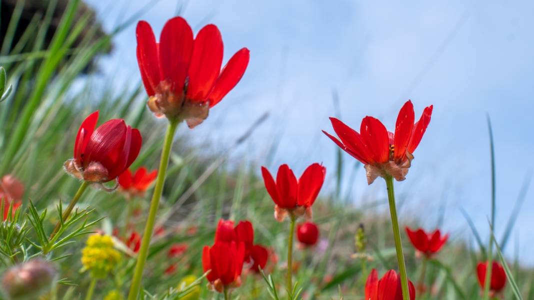 Keklikgözü çiçekleri dağları süslüyor 10