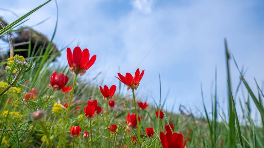 Keklikgözü çiçekleri dağları süslüyor 11