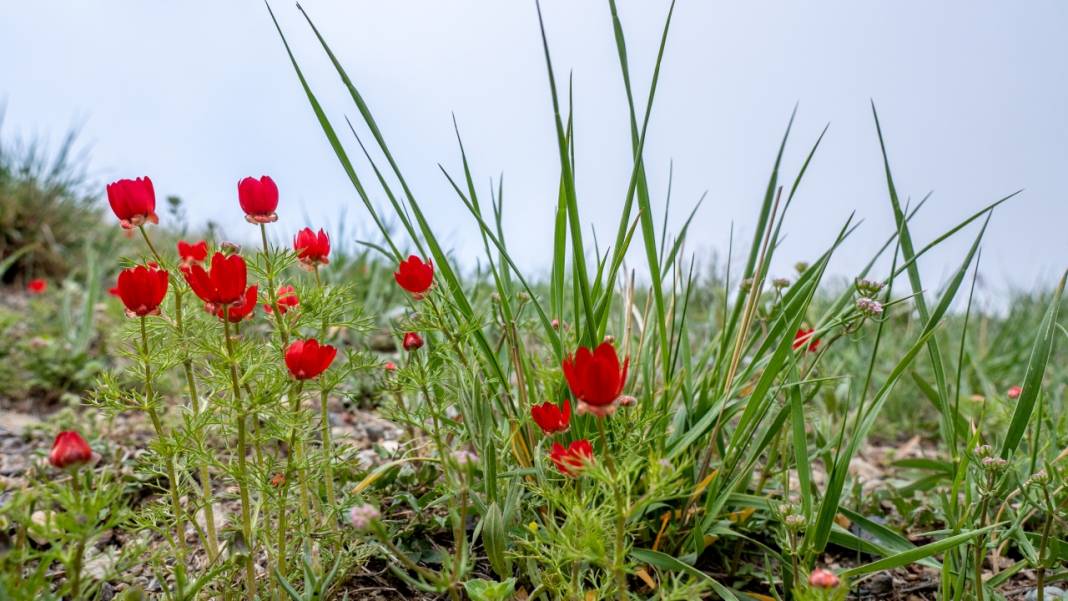 Keklikgözü çiçekleri dağları süslüyor 12