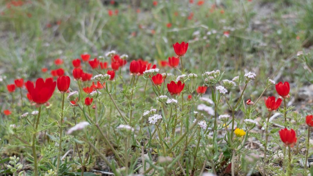 Keklikgözü çiçekleri dağları süslüyor 13
