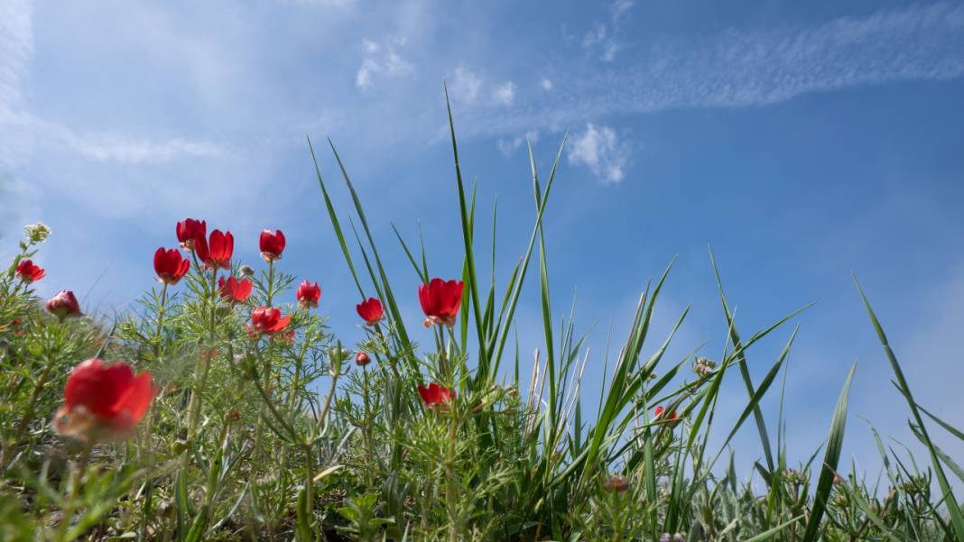 Keklikgözü çiçekleri dağları süslüyor 14