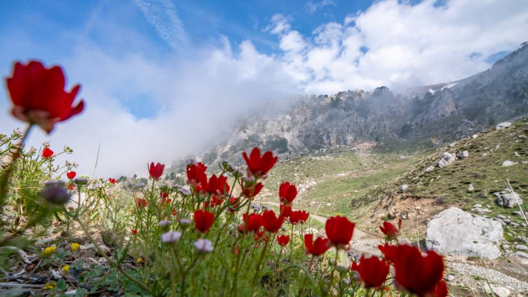 Keklikgözü çiçekleri dağları süslüyor 15