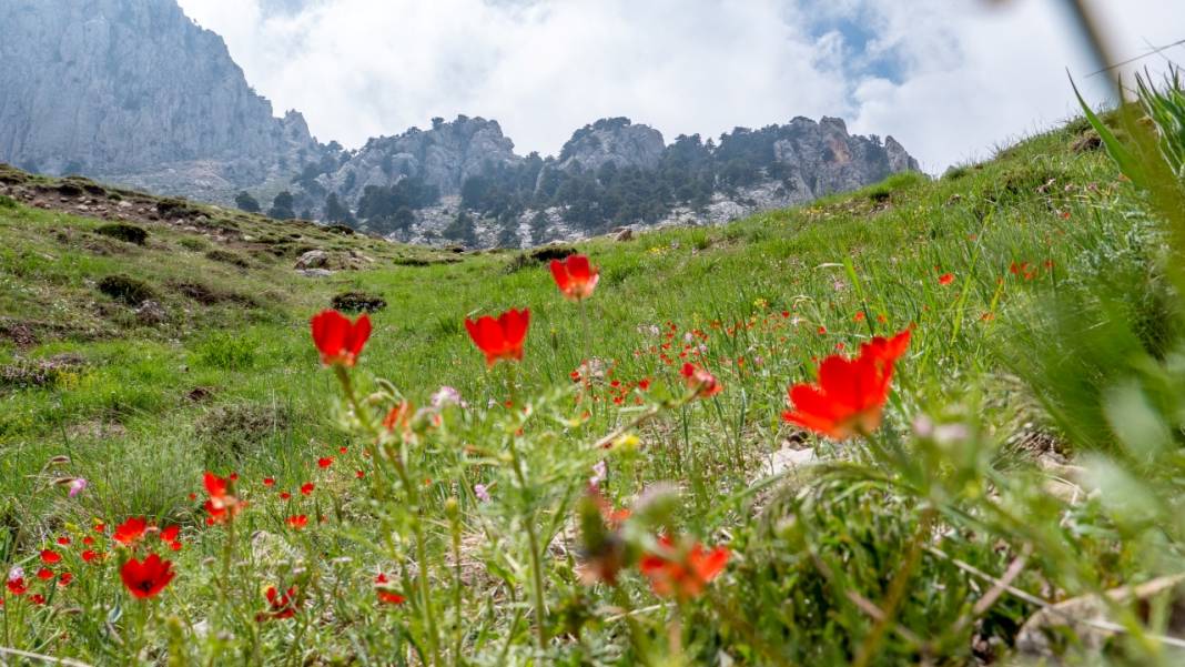 Keklikgözü çiçekleri dağları süslüyor 2