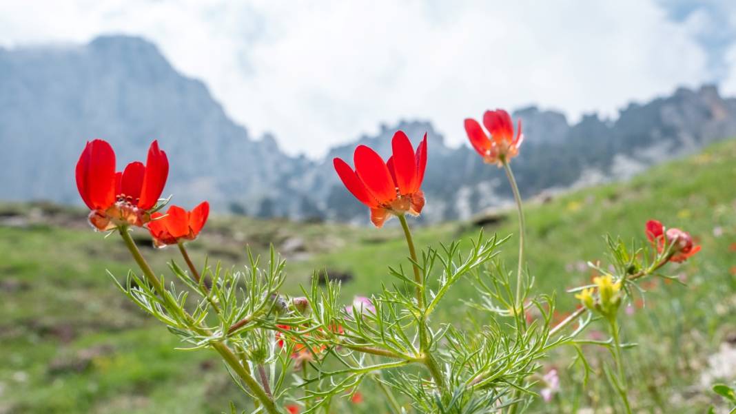 Keklikgözü çiçekleri dağları süslüyor 3