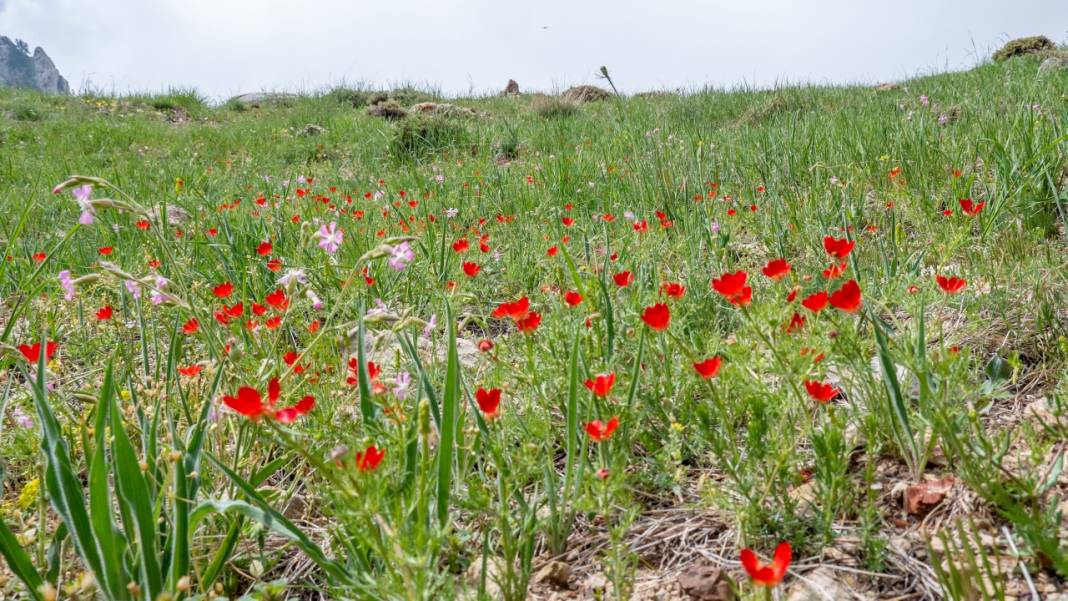 Keklikgözü çiçekleri dağları süslüyor 4