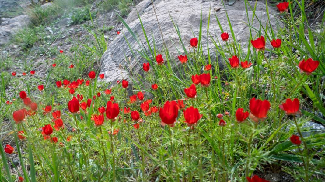 Keklikgözü çiçekleri dağları süslüyor 5