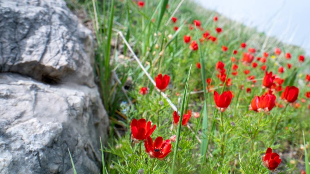 Keklikgözü çiçekleri dağları süslüyor 6