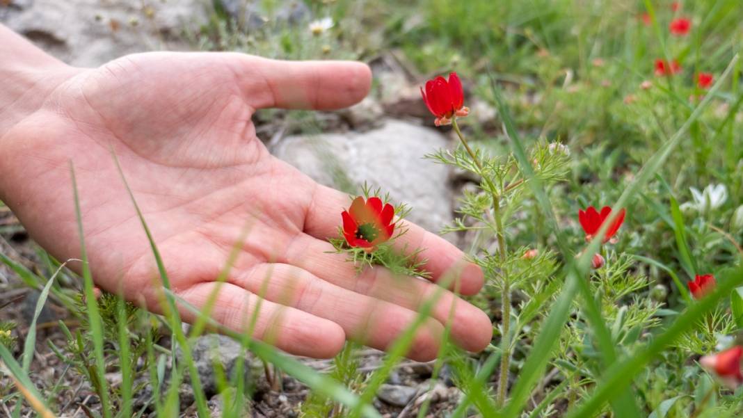 Keklikgözü çiçekleri dağları süslüyor 7