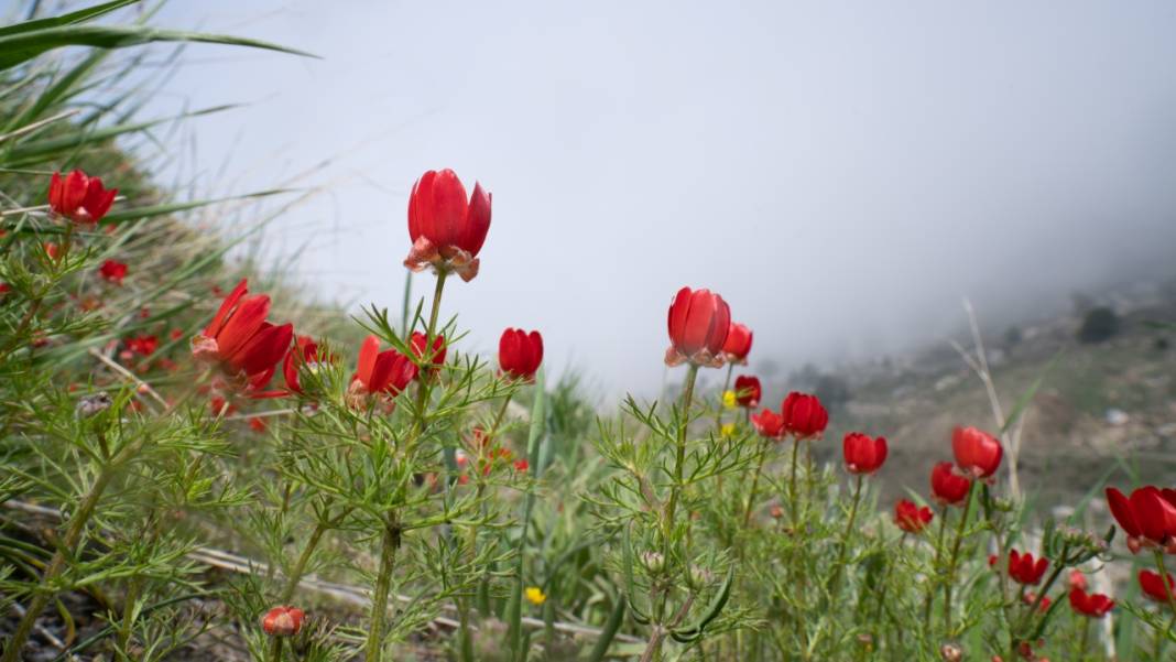 Keklikgözü çiçekleri dağları süslüyor 8