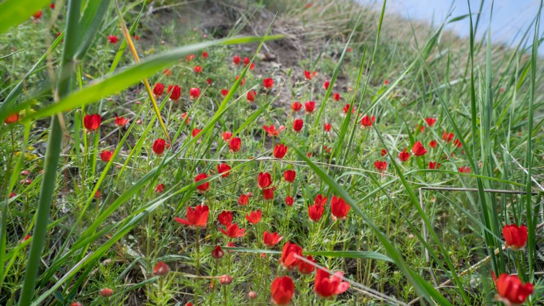 Keklikgözü çiçekleri dağları süslüyor 9