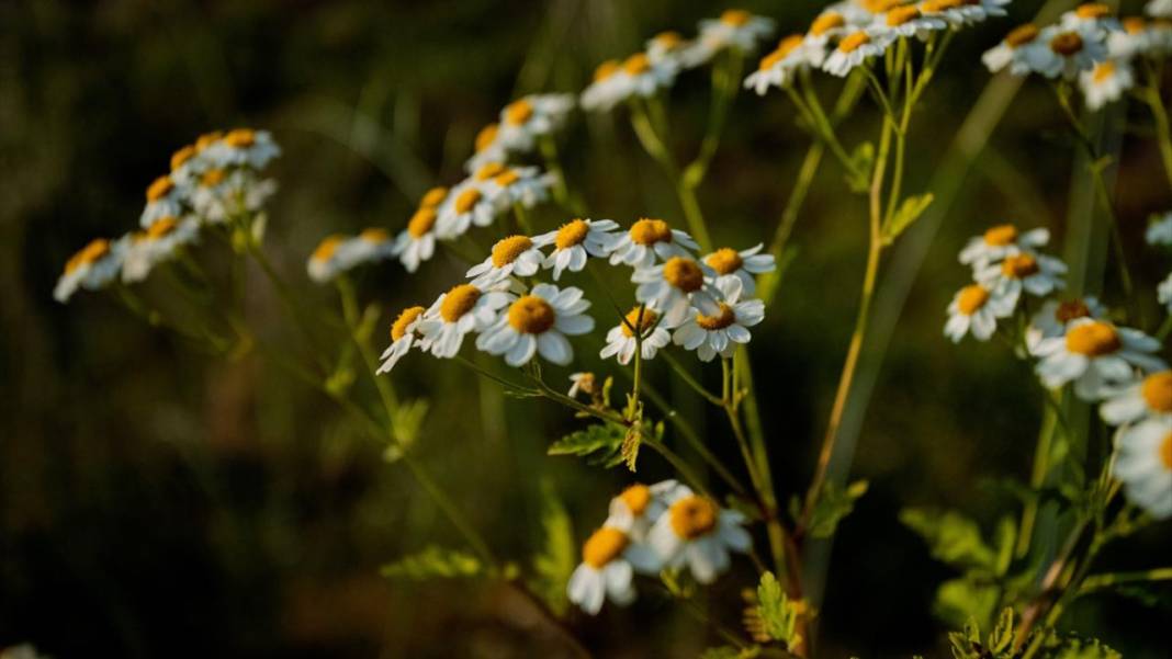Çam Dağı'nda açan çiçekler tefekküre bir davetiye 1