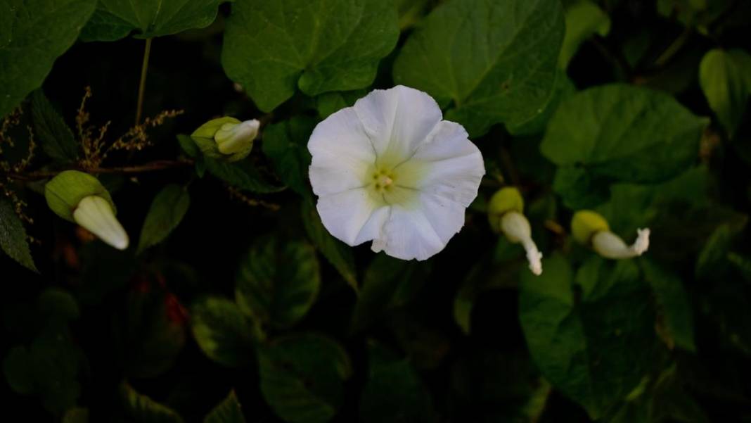 Çam Dağı'nda açan çiçekler tefekküre bir davetiye 10