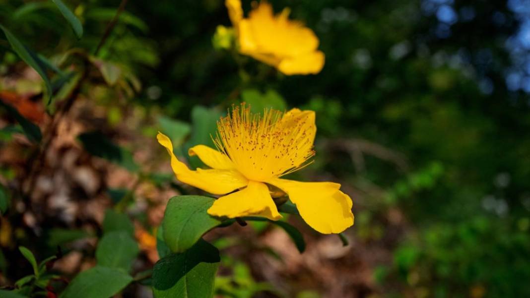Çam Dağı'nda açan çiçekler tefekküre bir davetiye 11