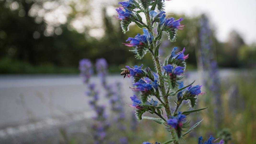 Çam Dağı'nda açan çiçekler tefekküre bir davetiye 12