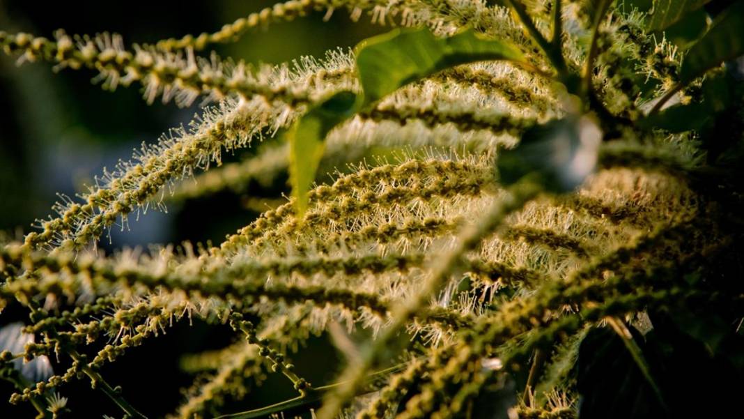 Çam Dağı'nda açan çiçekler tefekküre bir davetiye 13