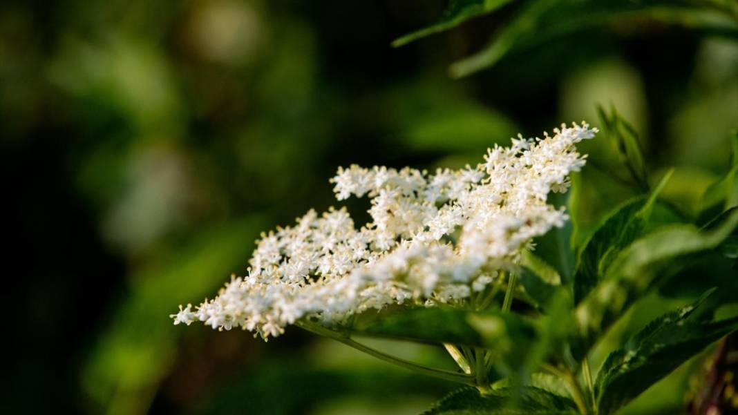 Çam Dağı'nda açan çiçekler tefekküre bir davetiye 14