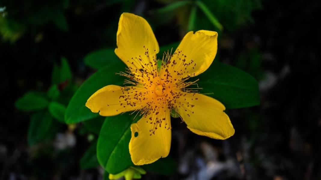 Çam Dağı'nda açan çiçekler tefekküre bir davetiye 3