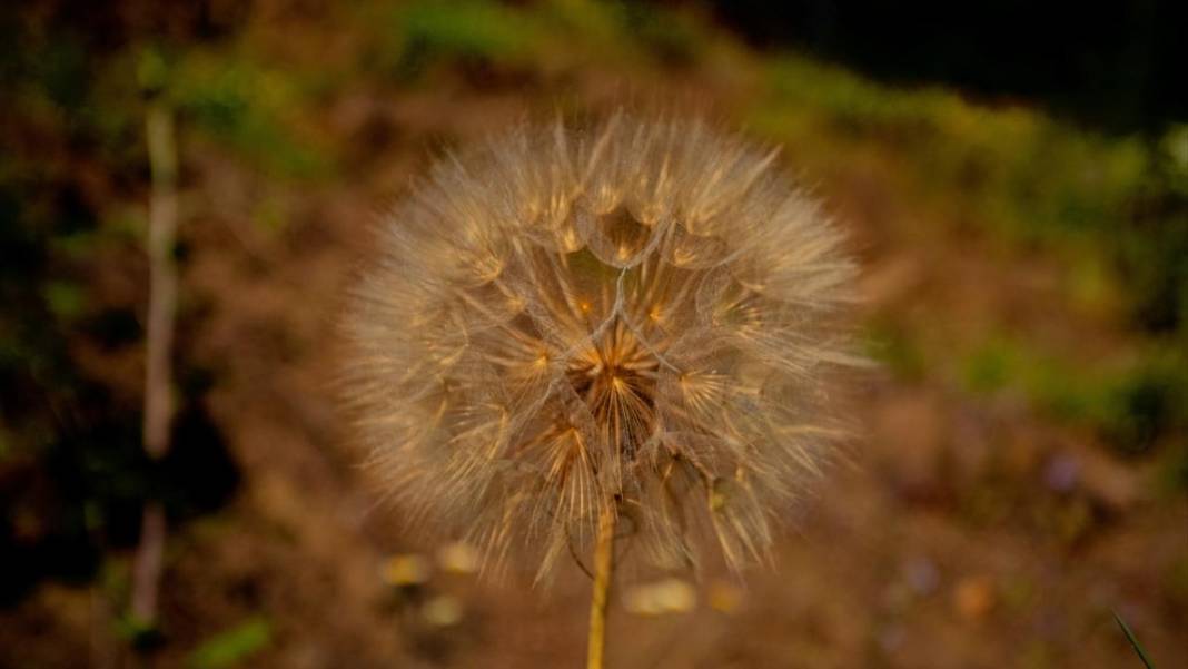 Çam Dağı'nda açan çiçekler tefekküre bir davetiye 4