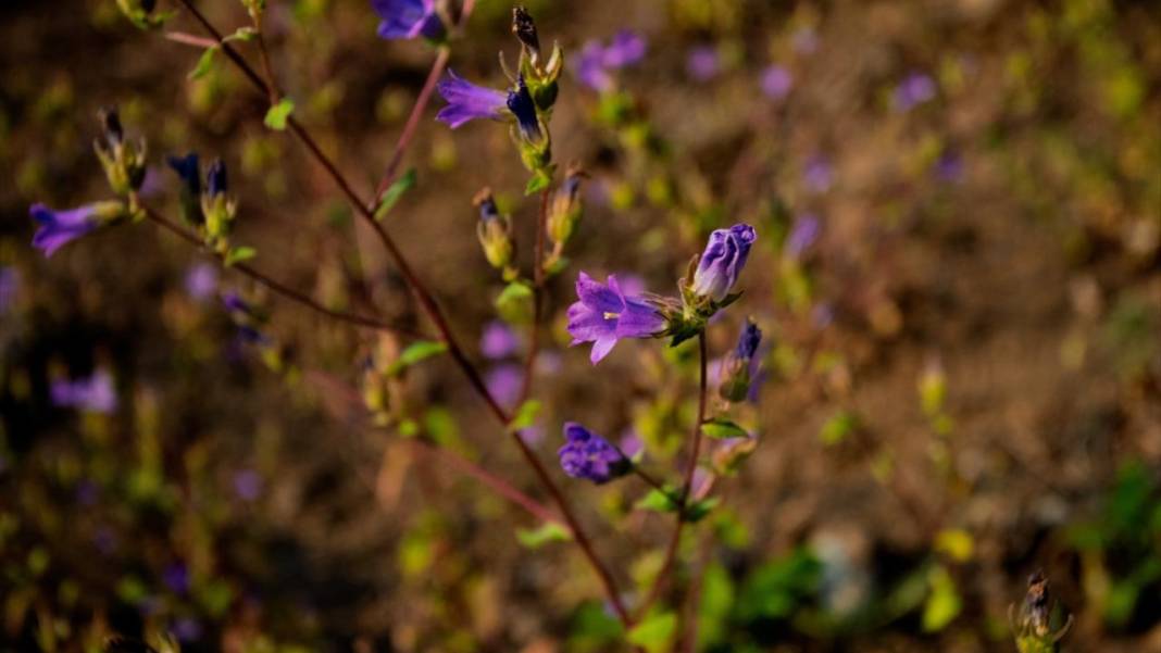 Çam Dağı'nda açan çiçekler tefekküre bir davetiye 5