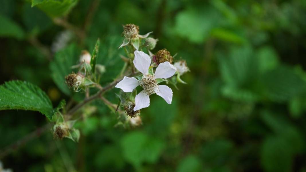 Çam Dağı'nda açan çiçekler tefekküre bir davetiye 6