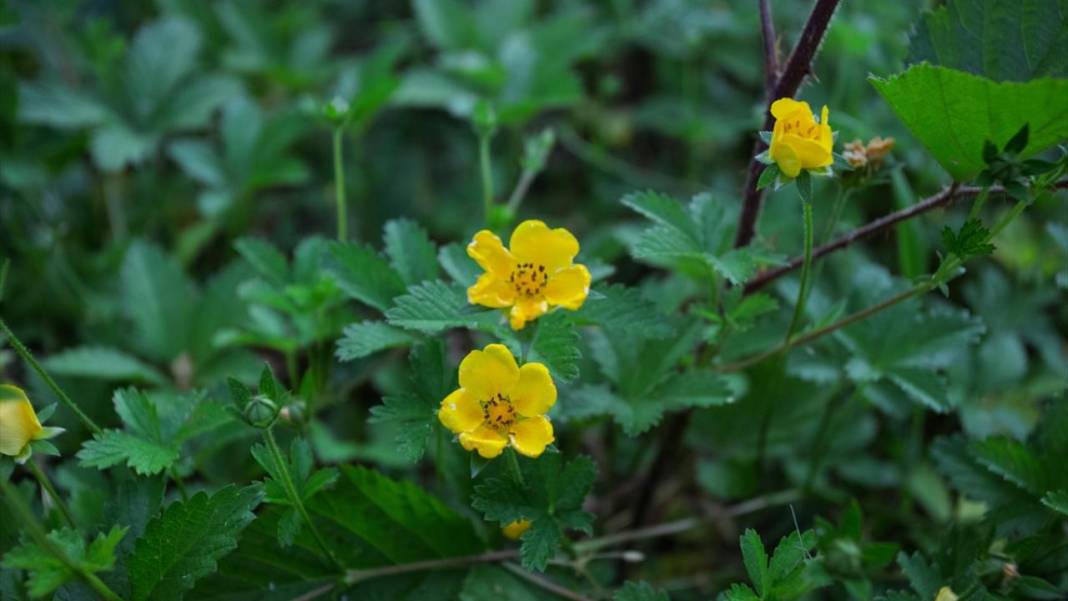 Çam Dağı'nda açan çiçekler tefekküre bir davetiye 7
